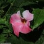 Mandevilla – Sun Parasol® Giant Dark Pink – 10″ Pot (Teepee)